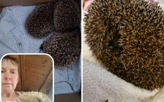 Paula has been caring for 20 sick or orphaned hedgehogs
