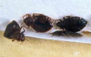 The UK saw a 65% increase in bed bug infestations from 2022 to 2023