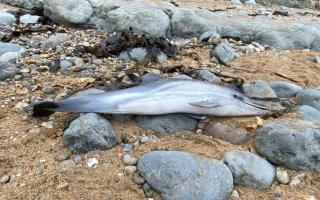 A dolphin was washed up onto the beach at Ringstead Bay