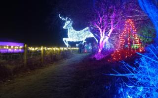 Nutley Farm Christmas light trail and reindeer experience