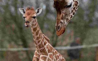 Zahra, a two-week-old baby Rothschild giraffe