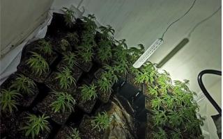 Suspected cannabis factory found at address in Hardwick Street in Weymouth