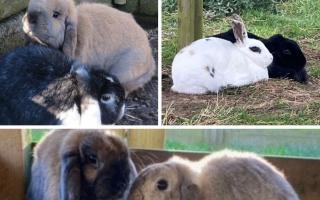 These 6 rabbits are all looking for a forever home. Pictures: Margaret Green Animal Rescue/Canva