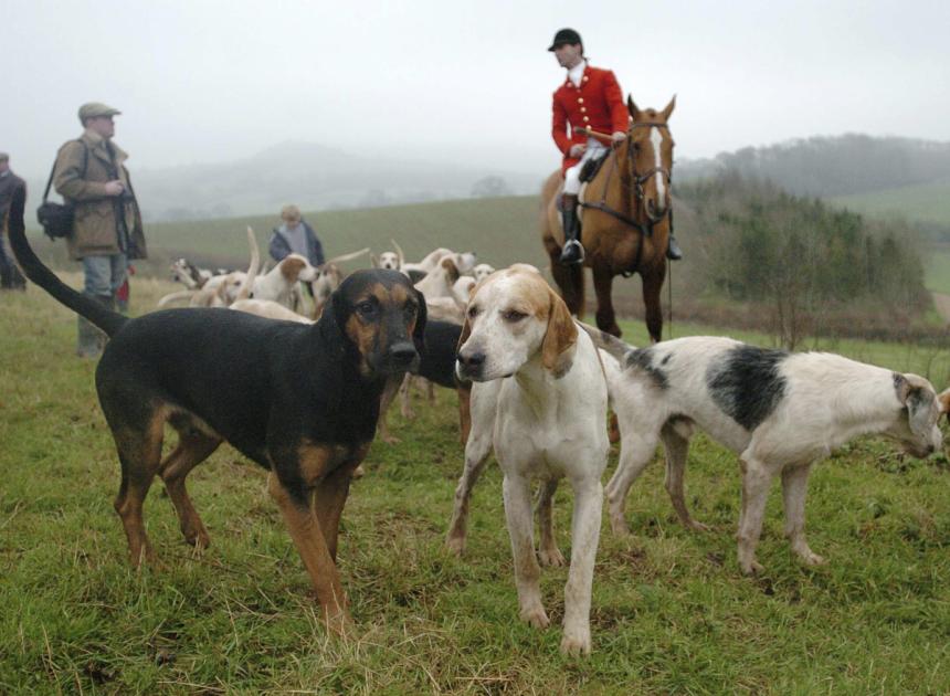 Blackmore and Sparkford Vale Hunt banned after fox killed 