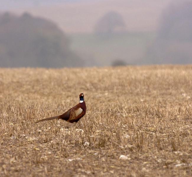 Pheasant in a field near Littlebredy.  210208, Picture: GRAHAM HUNT/HG3345 (40228063)