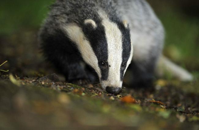 New licence granted that could see more than 2000 badgers culled in Dorset