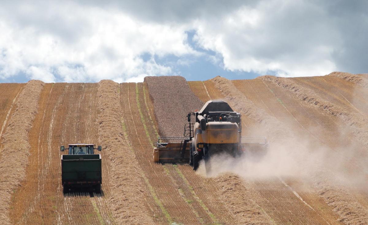 Harvest time, viewed from just off the Weymouth-Bridport road August 2016 by A.E. Parkes