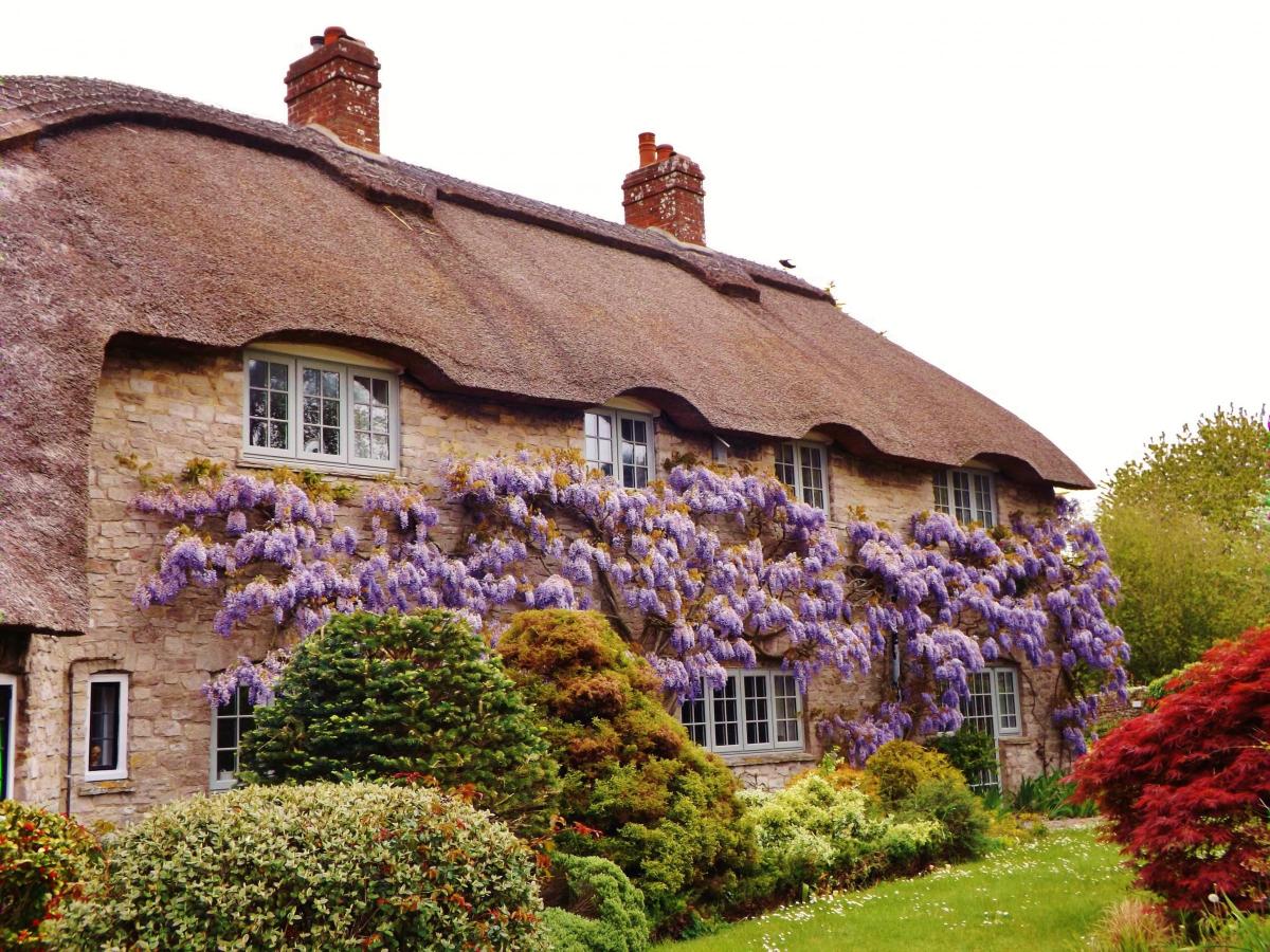 Wisteria on a cottage at Corfe Castle May 2016 by Robin Boultwood