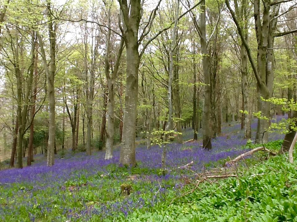 Bluebells in Delcombe Woods. Milton Abbas May 2016 by Mary Godwin