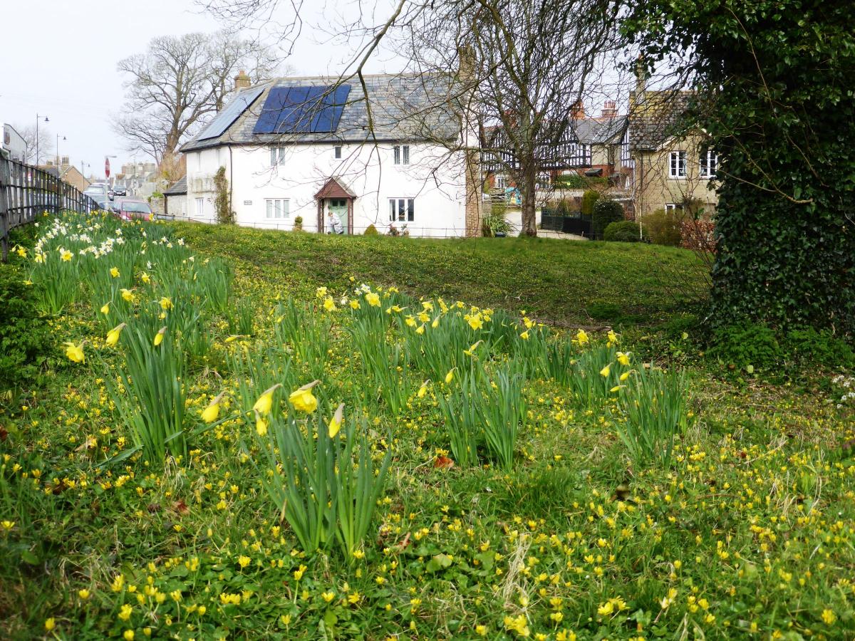 Golden daffodils on village green at Puddletown March 2016  by Margaret Wellspring