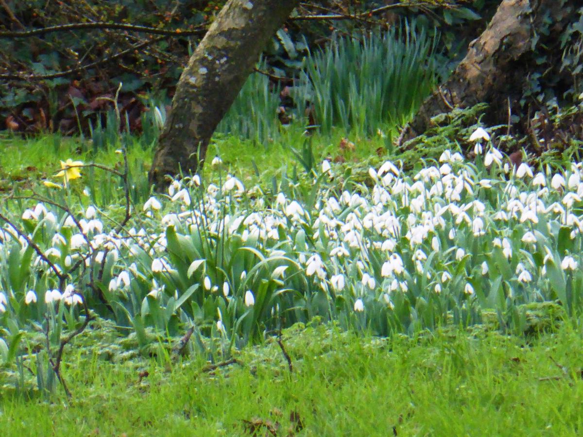Carpet of lovely early snowdrops in Crossways January 2016 by Margaret Wellspring