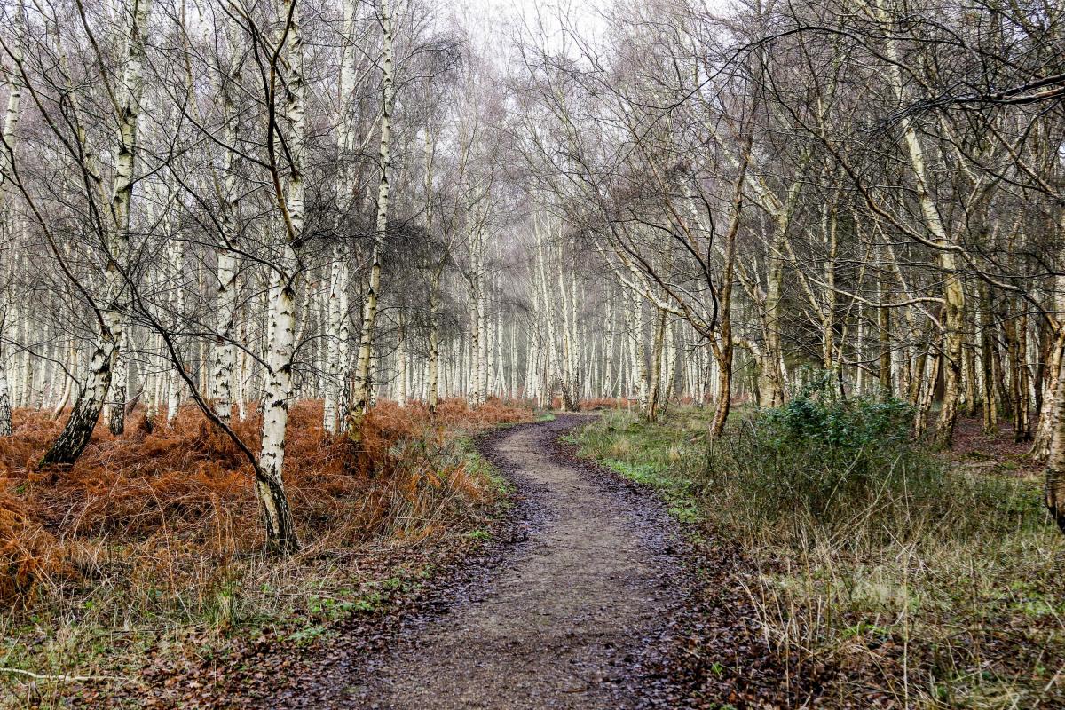 Wareham Forest on New Year’s Eve by Peter Lyon-Marrian