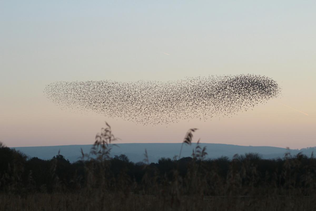 A murmuration of starlings in Swanage. Picture by Annika Stanley