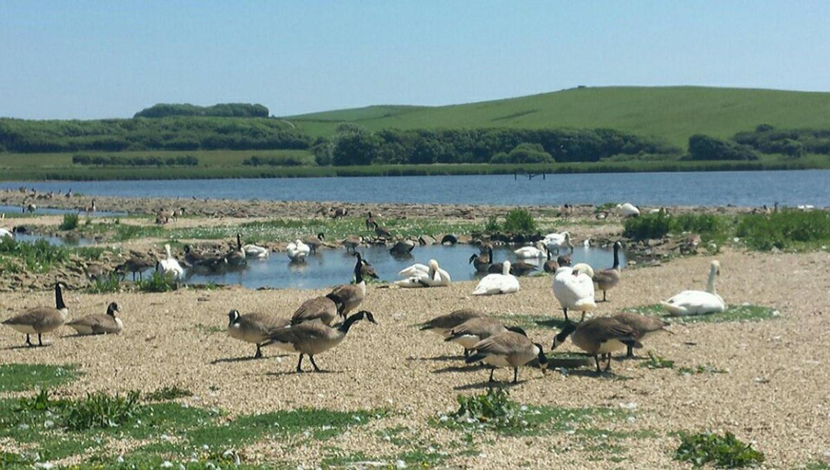 Picture by Elenna Ismaili of Abbotsbury Swannery
