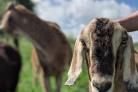 NEW HOME: The goats at Longmead Community Farm