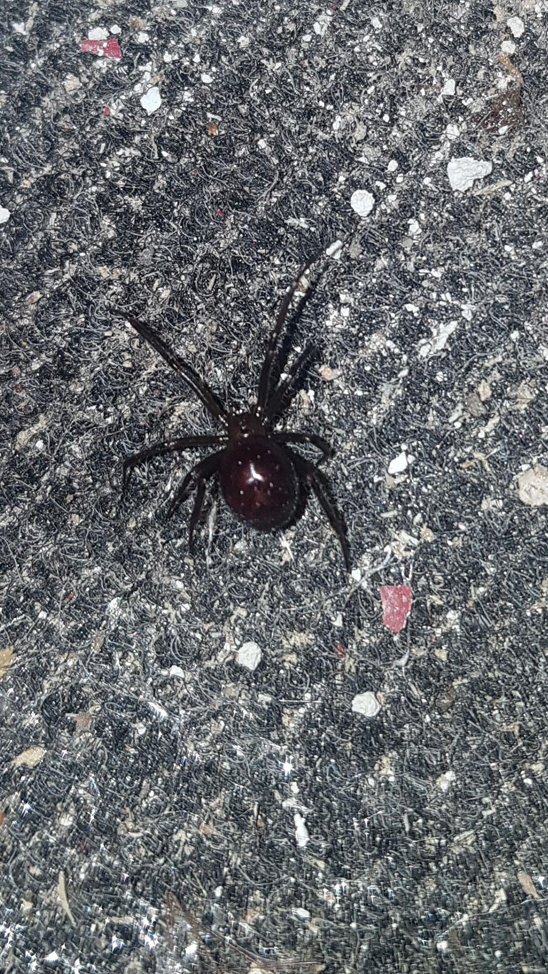 False Widow Spider Bite Leaves Barry Woman In Hospital Bbc News