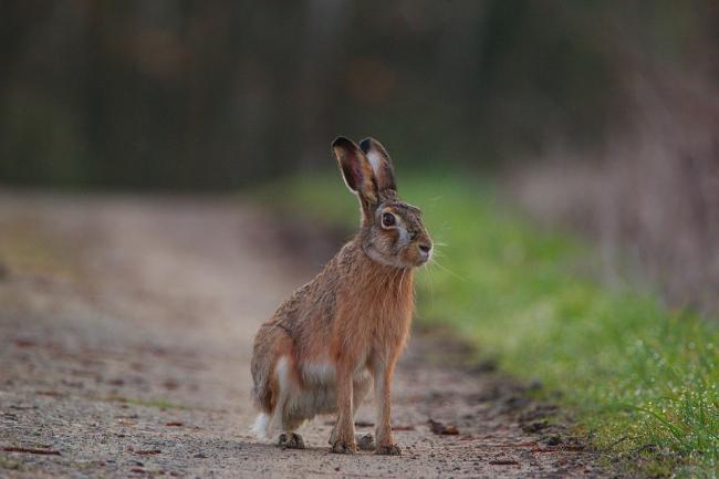 ALERT: Hares are larger than rabbits, with longer hind legs and black-tipped ears  						        Picture: Pixabay