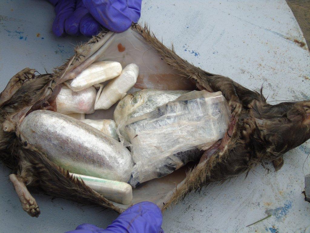 Image result for dead rats smuggler
